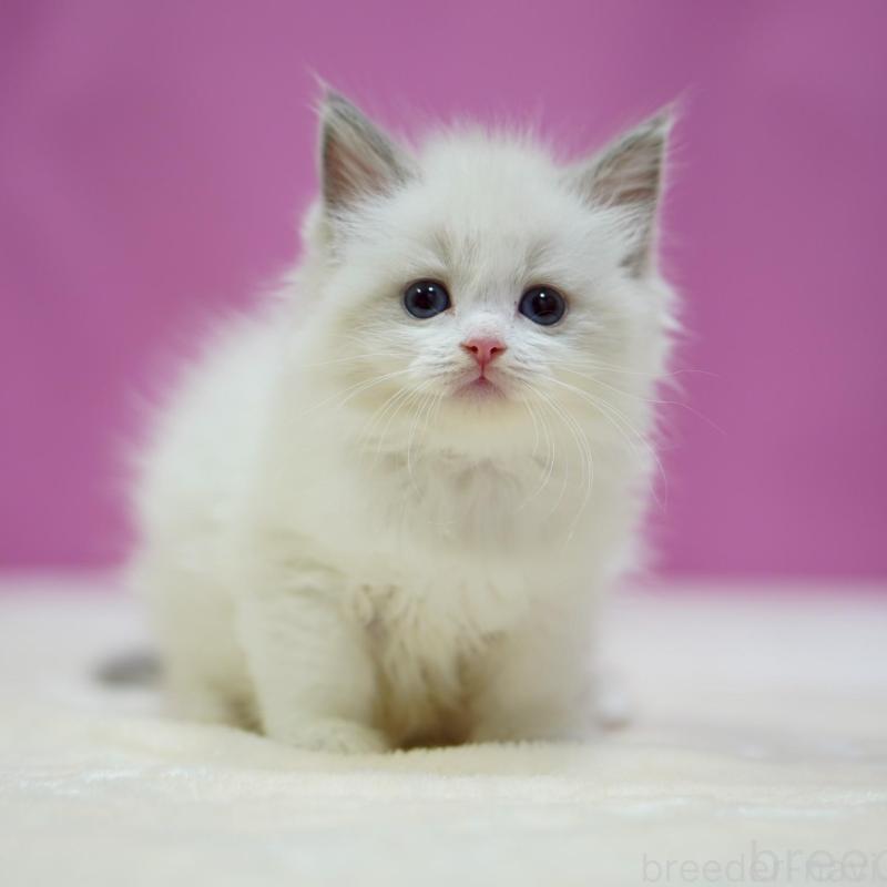 販売中の埼玉県のラグドール-133730