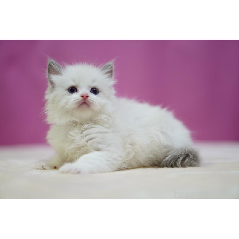 販売中の埼玉県のラグドール-133731の6枚目