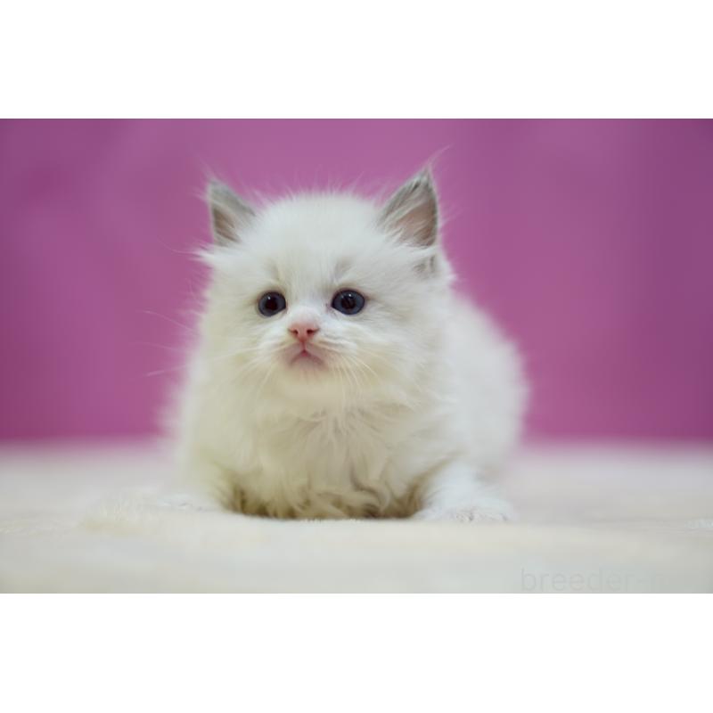 販売中の埼玉県のラグドール-133731の2枚目