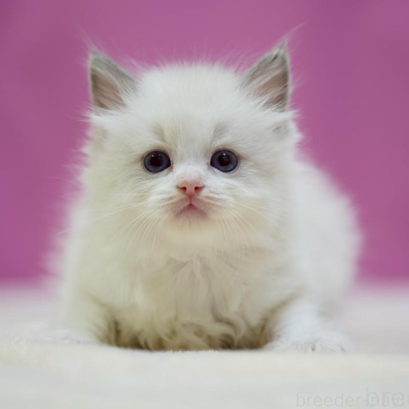 販売中の埼玉県のラグドール-133731