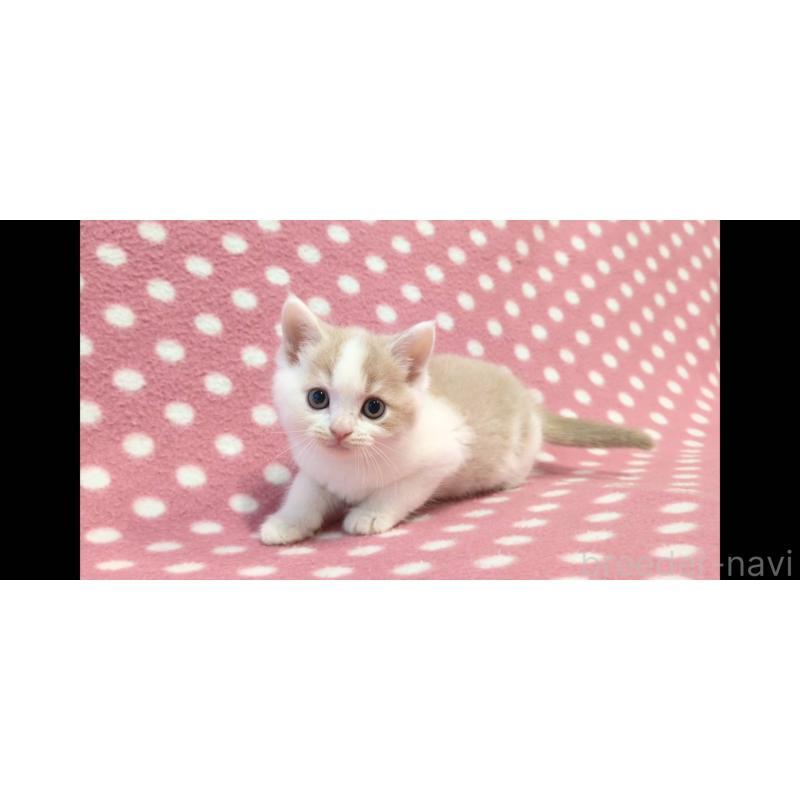 販売中の愛知県のマンチカン-133732の4枚目