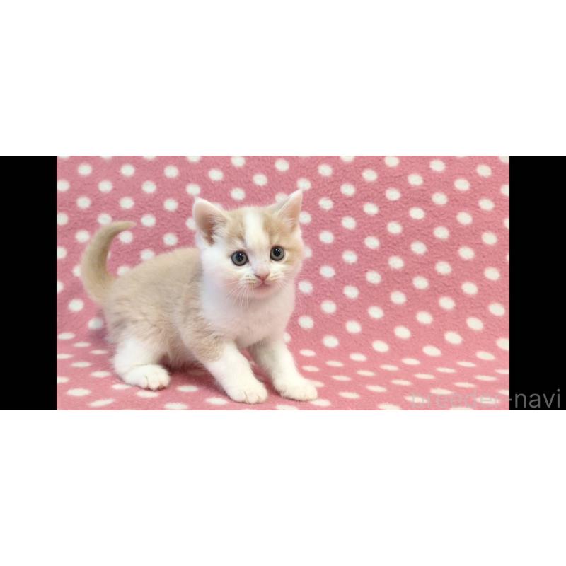 販売中の愛知県のマンチカン-133732の2枚目