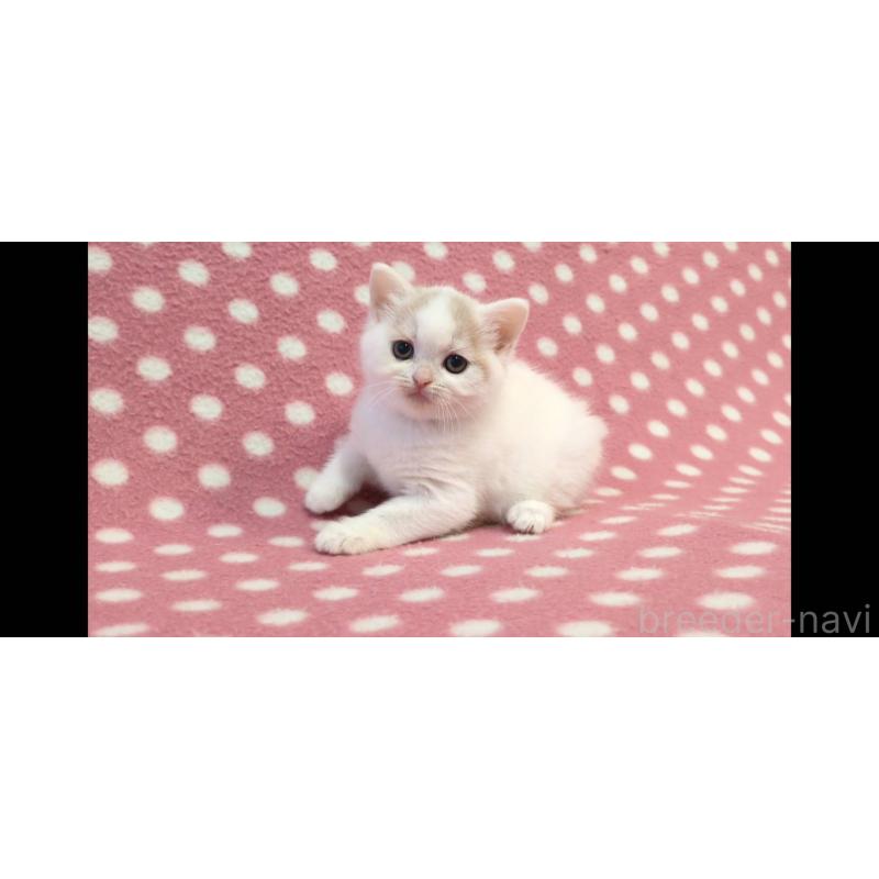 販売中の愛知県のマンチカン-133733の2枚目