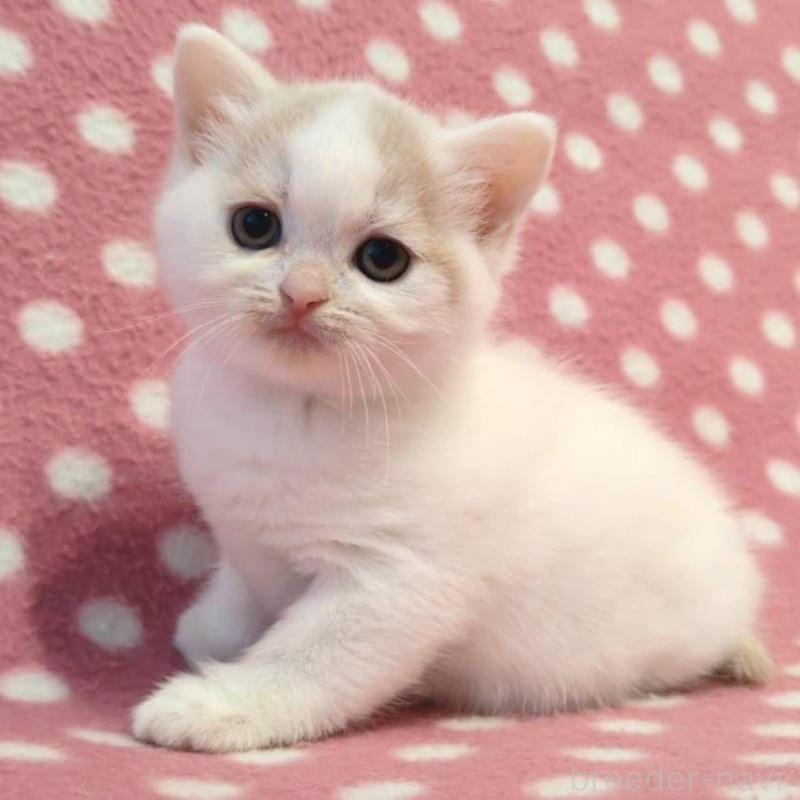 販売中の愛知県のマンチカン-133733の1枚目