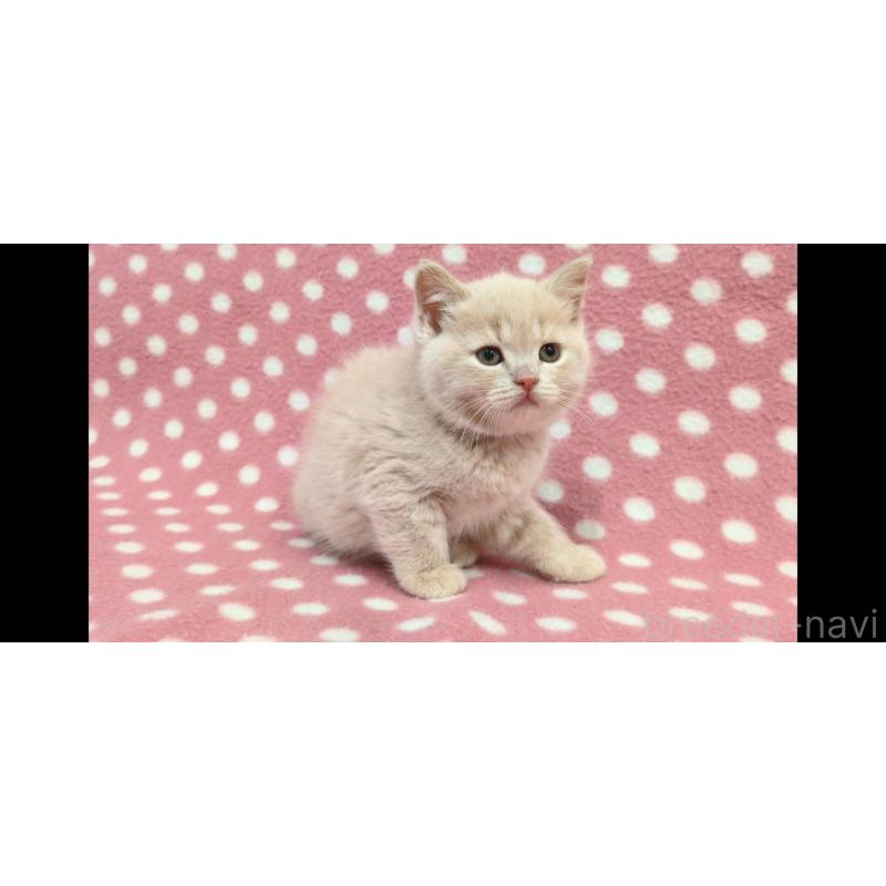 販売中の愛知県のマンチカン-133734の3枚目