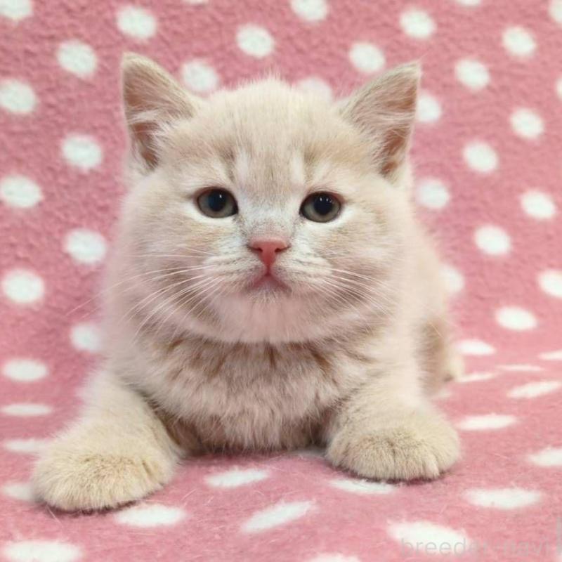 販売中の愛知県のマンチカン-133734の1枚目