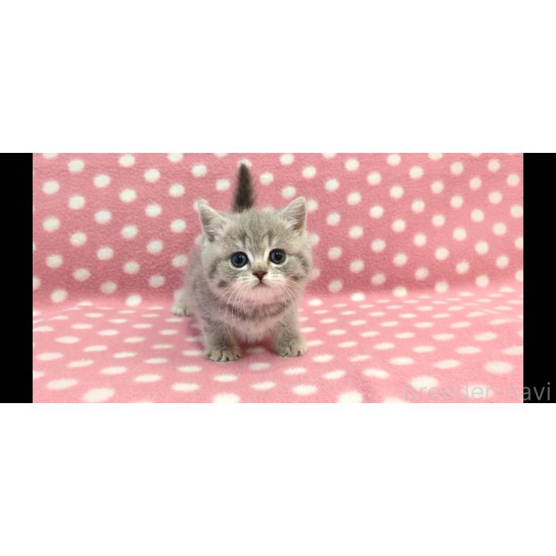 販売中の愛知県のマンチカン-133735の2枚目