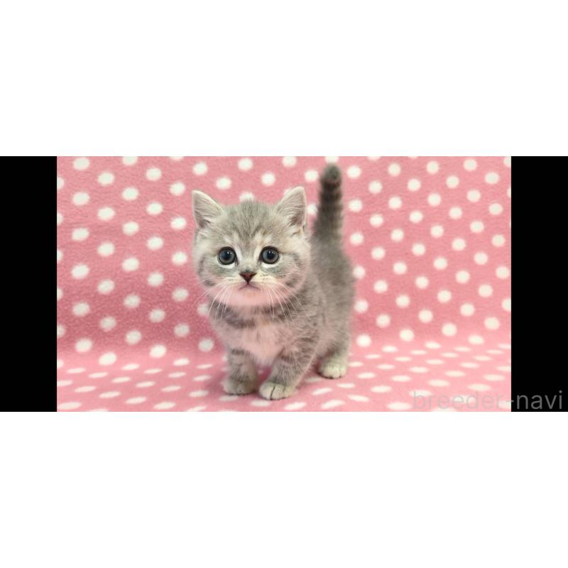 販売中の愛知県のマンチカン-133736の3枚目