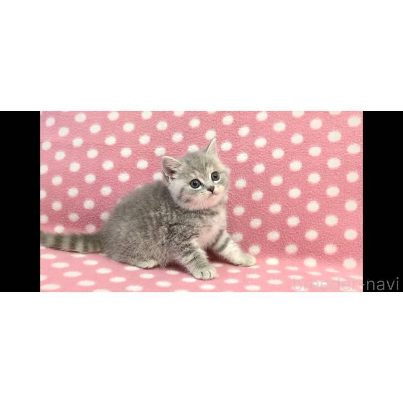 販売中の愛知県のマンチカン-133736の2枚目