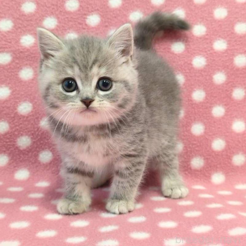 販売中の愛知県のマンチカン-133736