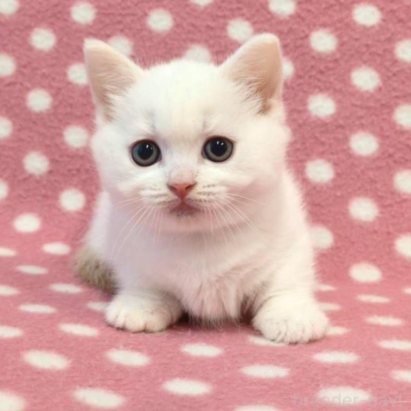 販売中の愛知県のマンチカン(短足)-133737の1枚目