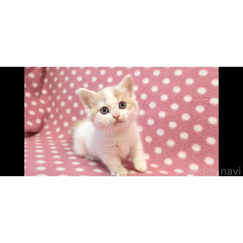 販売中の愛知県のマンチカン(短足)-133738の3枚目