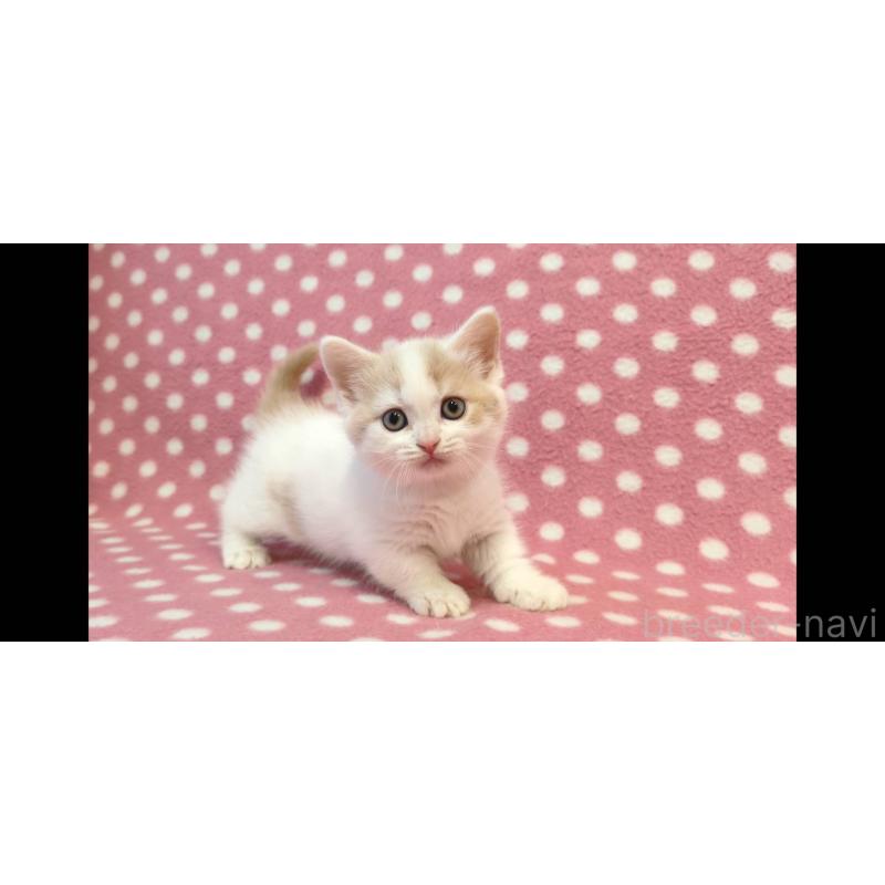 販売中の愛知県のマンチカン(短足)-133738の2枚目