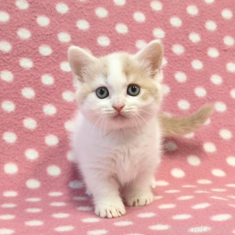 販売中の愛知県のマンチカン(短足)-133738の1枚目