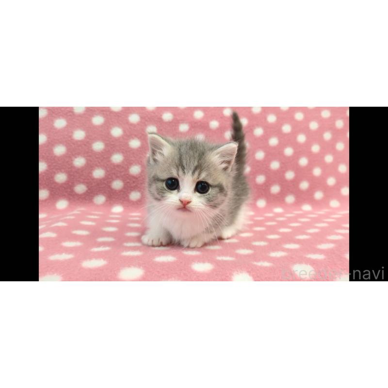 販売中の愛知県のマンチカン(短足)-133739の2枚目