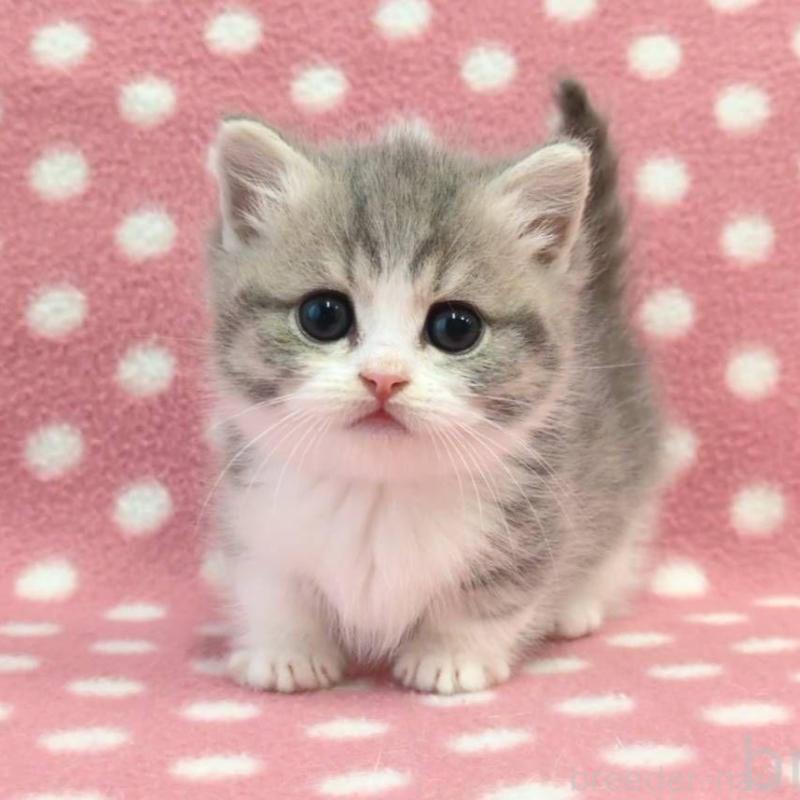 販売中の愛知県のマンチカン(短足)-133739