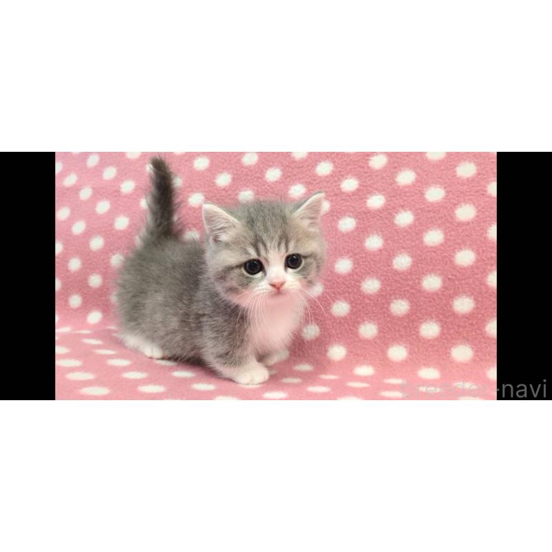 販売中の愛知県のマンチカン(短足)-133740の2枚目