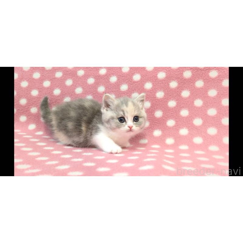 販売中の愛知県のマンチカン(短足)-133741の2枚目