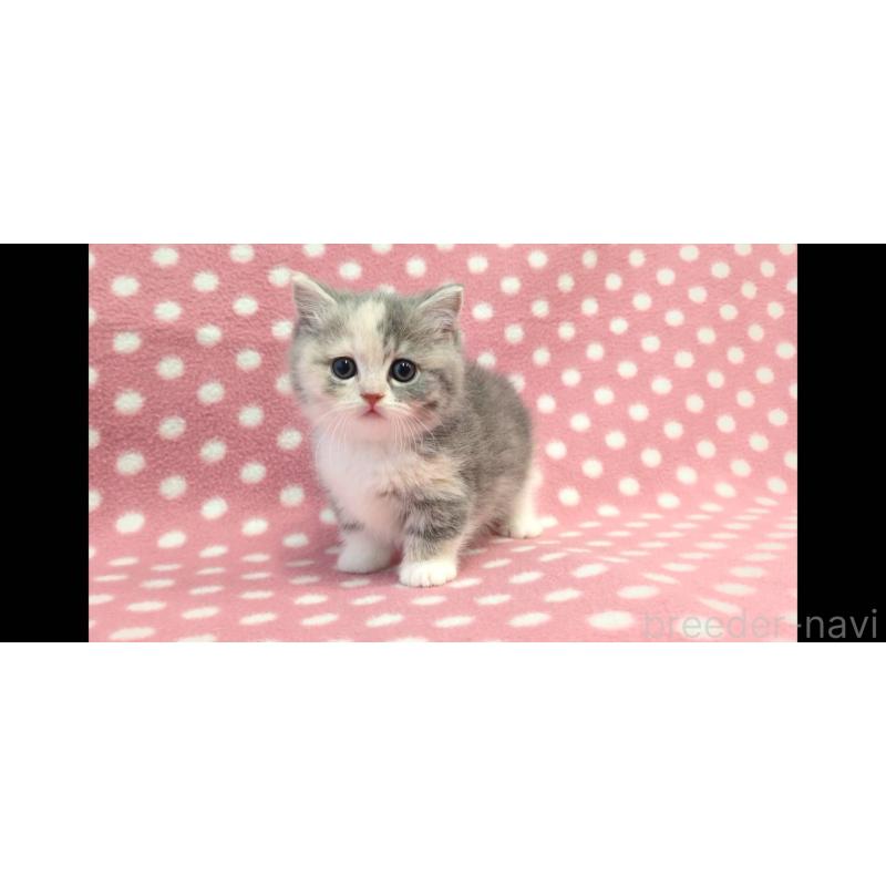 販売中の愛知県のマンチカン(短足)-133742の3枚目