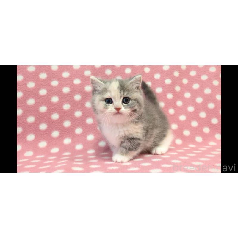 販売中の愛知県のマンチカン(短足)-133742の2枚目