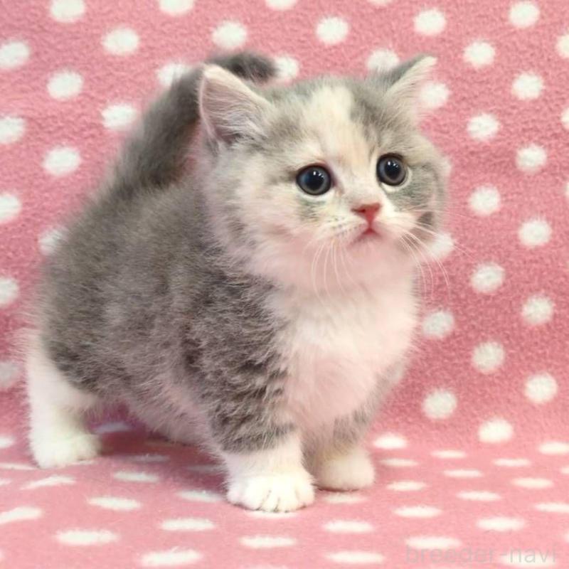 販売中の愛知県のマンチカン(短足)-133742の1枚目