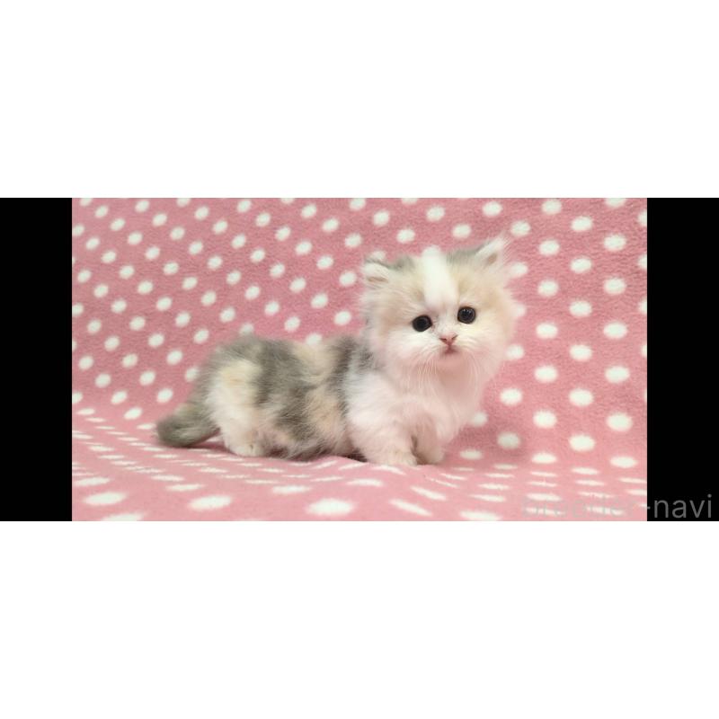 販売中の愛知県のミヌエット(短足)-133743の3枚目