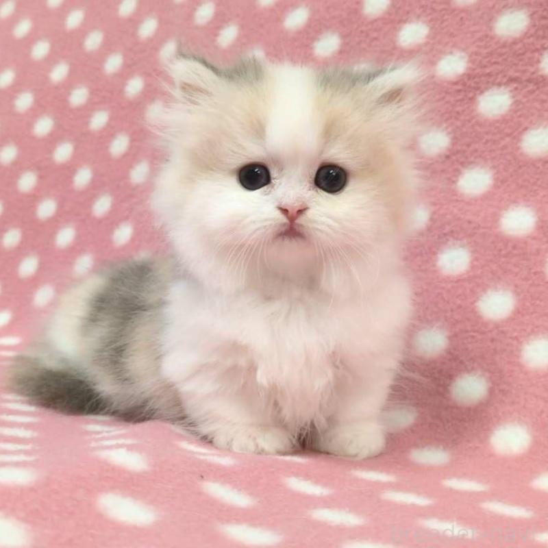 販売中の愛知県のミヌエット(短足)-133743の1枚目