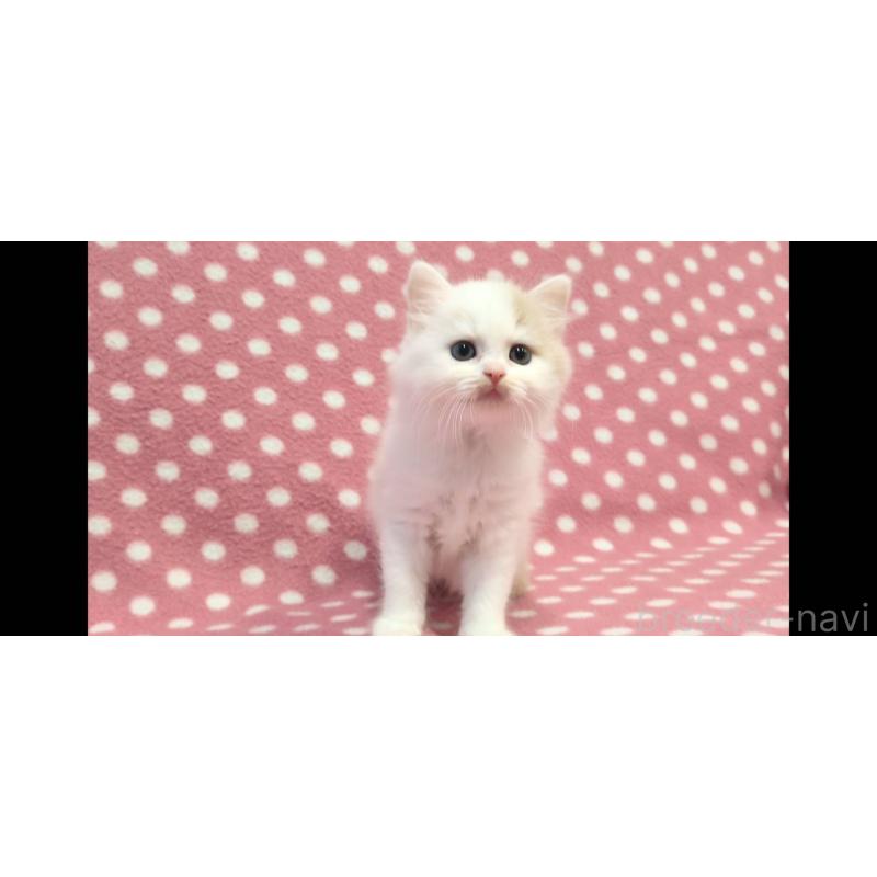 販売中の愛知県のスコティッシュフォールド-133744の3枚目