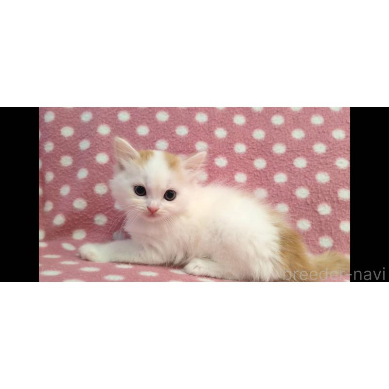 販売中の愛知県のスコティッシュフォールド-133745の3枚目