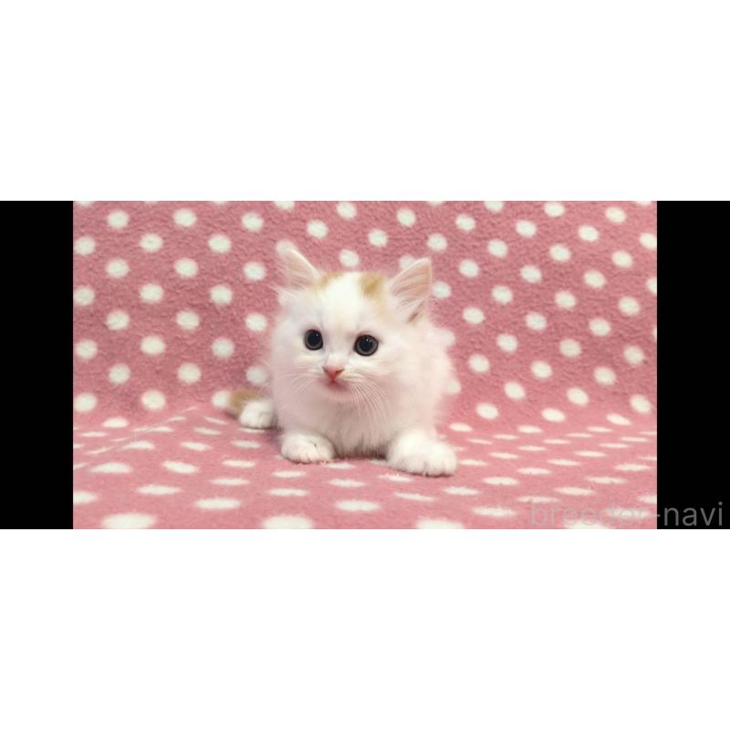 販売中の愛知県のスコティッシュフォールド-133745の2枚目