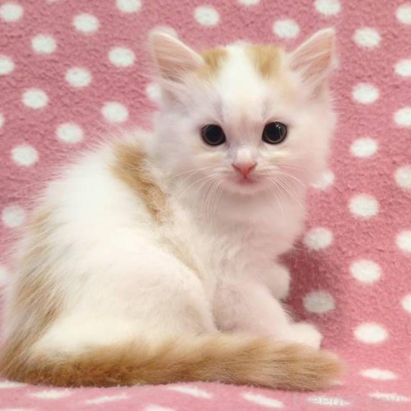 販売中の愛知県のスコティッシュフォールド-133745の1枚目