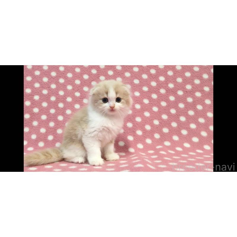 販売中の愛知県のスコティッシュフォールド(折れ耳)-133746の3枚目