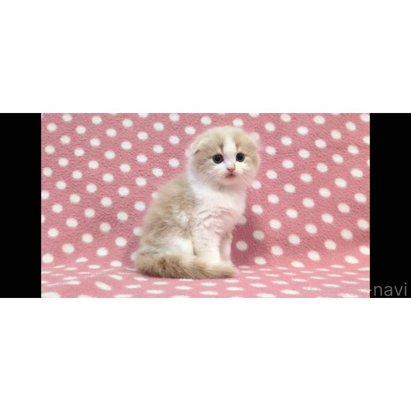 販売中の愛知県のスコティッシュフォールド(折れ耳)-133746の2枚目