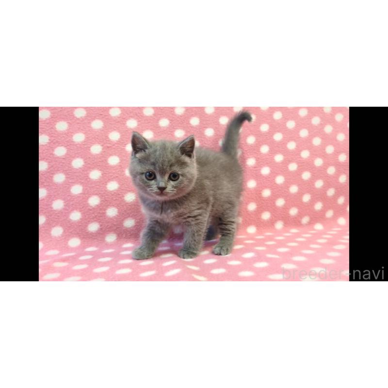 販売中の愛知県のブリティッシュショートヘア-133747の2枚目