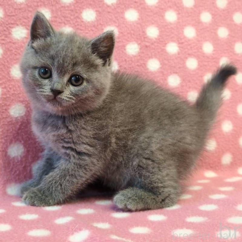 販売中の愛知県のブリティッシュショートヘア-133747