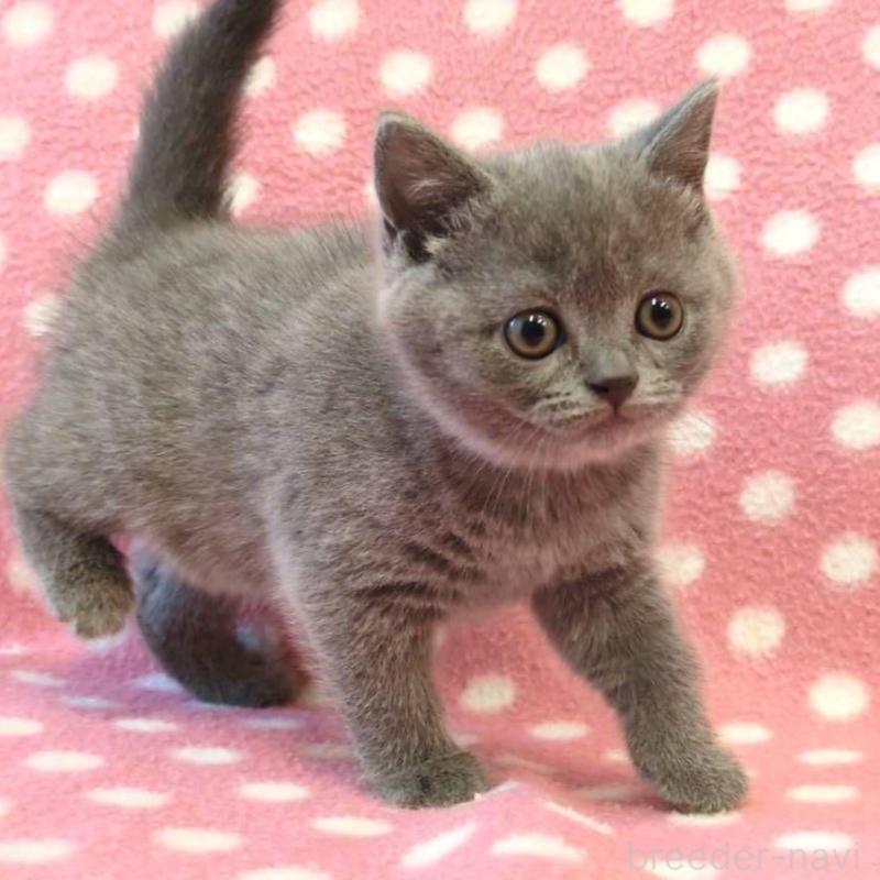 販売中の愛知県のブリティッシュショートヘア-133748