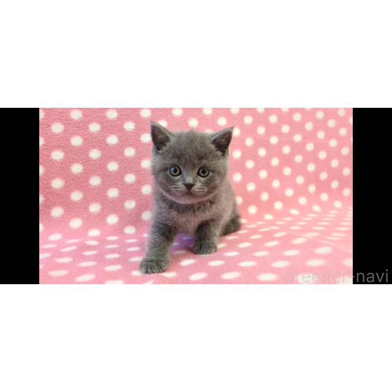 販売中の愛知県のブリティッシュショートヘア-133749の3枚目