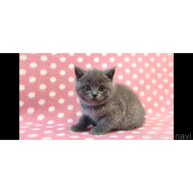 販売中の愛知県のブリティッシュショートヘア-133749の2枚目