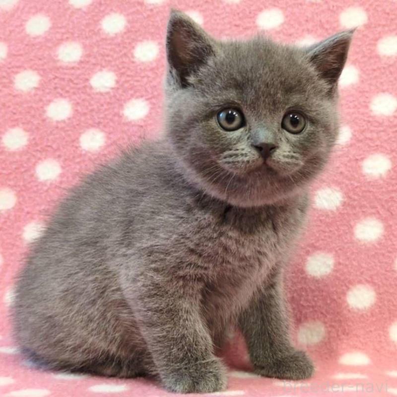 販売中の愛知県のブリティッシュショートヘア-133749