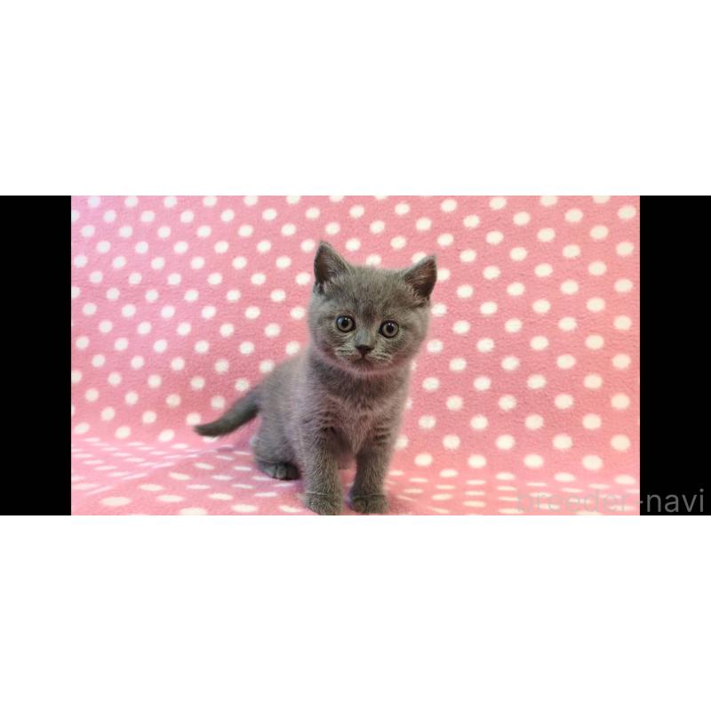 販売中の愛知県のブリティッシュショートヘア-133750の2枚目