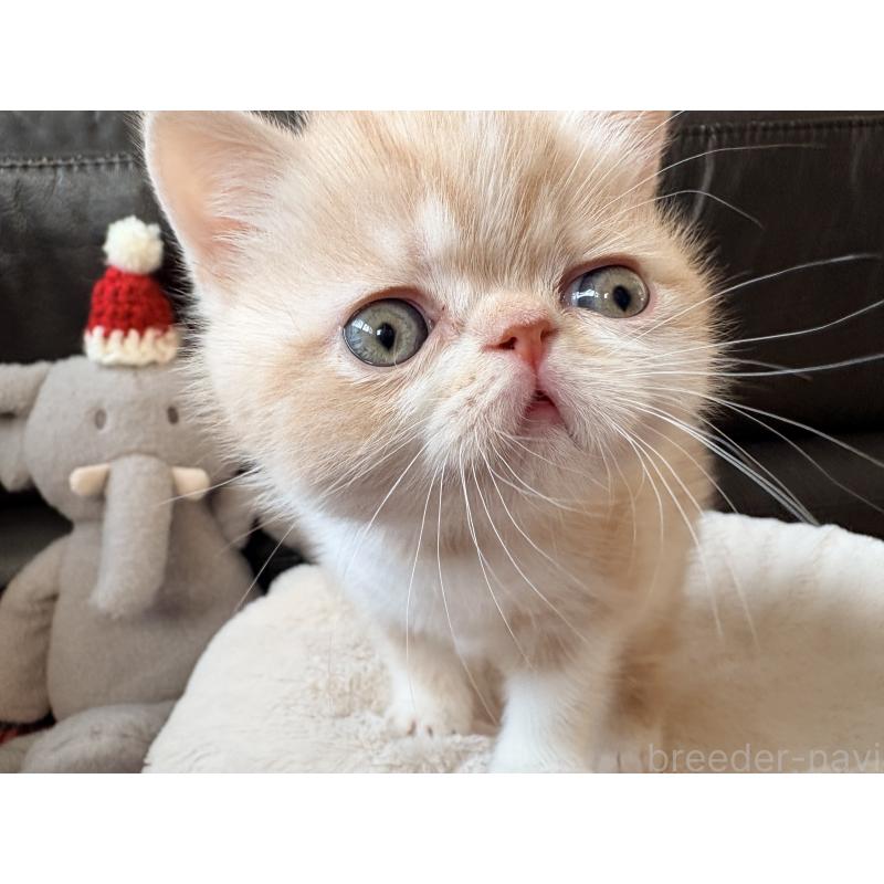 販売中の愛知県のエキゾチックショートヘア-133751の14枚目