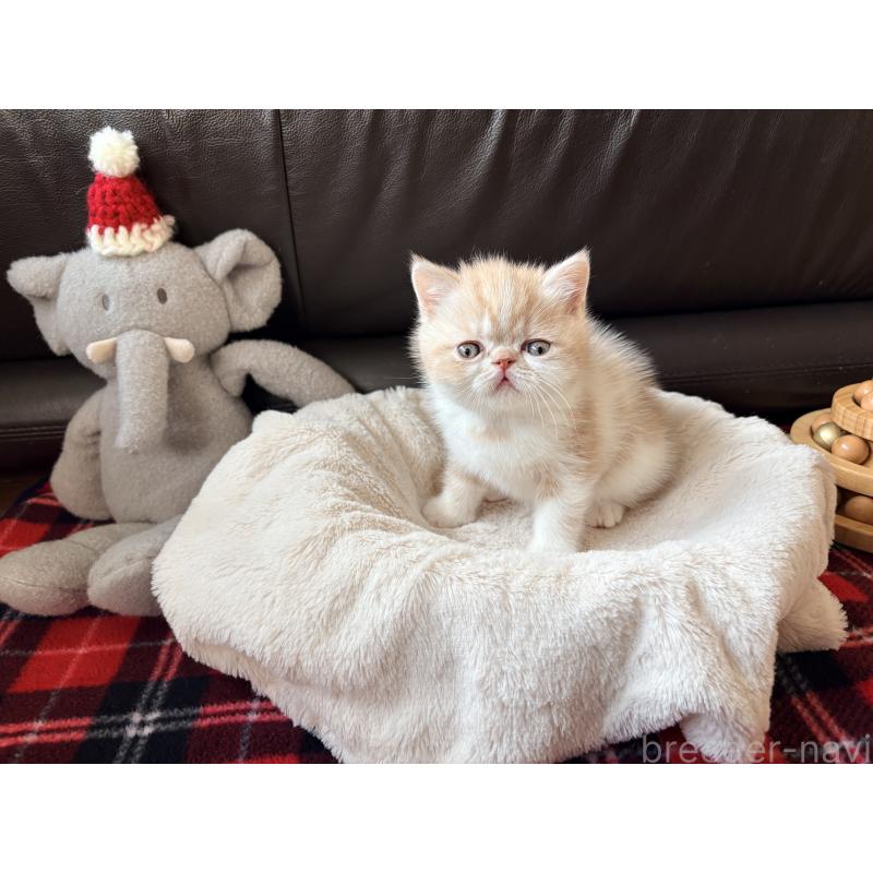 販売中の愛知県のエキゾチックショートヘア-133751の13枚目