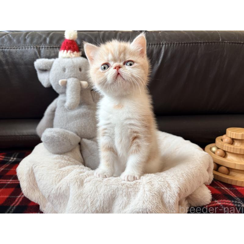 販売中の愛知県のエキゾチックショートヘア-133751の12枚目