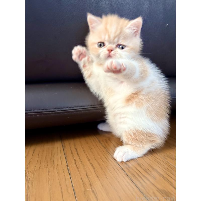 販売中の愛知県のエキゾチックショートヘア-133751の11枚目