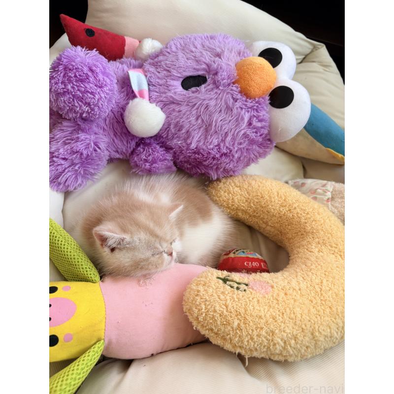 販売中の愛知県のエキゾチックショートヘア-133751の10枚目