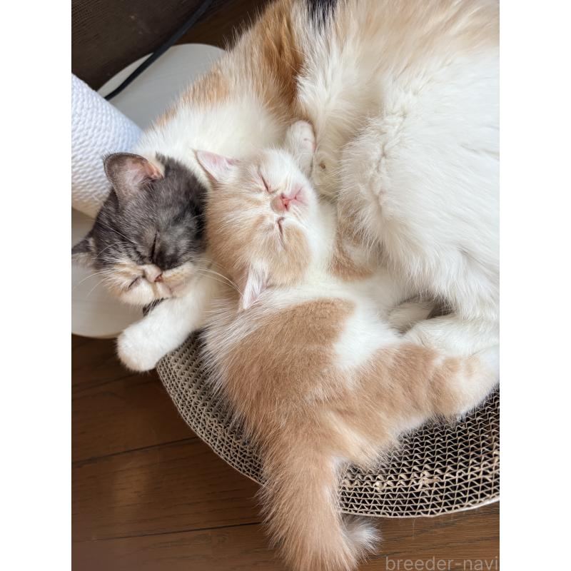 販売中の愛知県のエキゾチックショートヘア-133751の9枚目