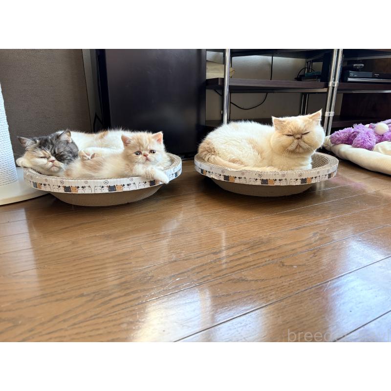 販売中の愛知県のエキゾチックショートヘア-133751の8枚目