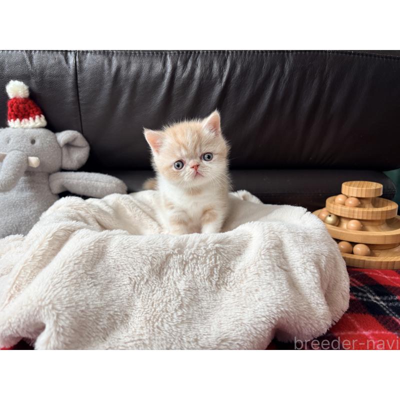 販売中の愛知県のエキゾチックショートヘア-133751の7枚目