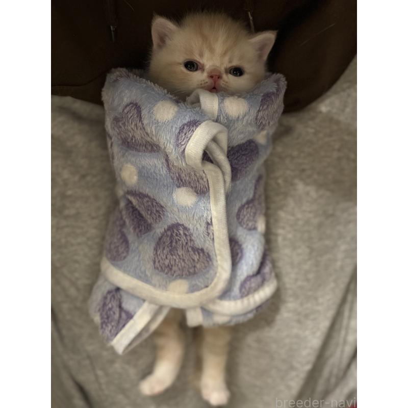 販売中の愛知県のエキゾチックショートヘア-133751の6枚目