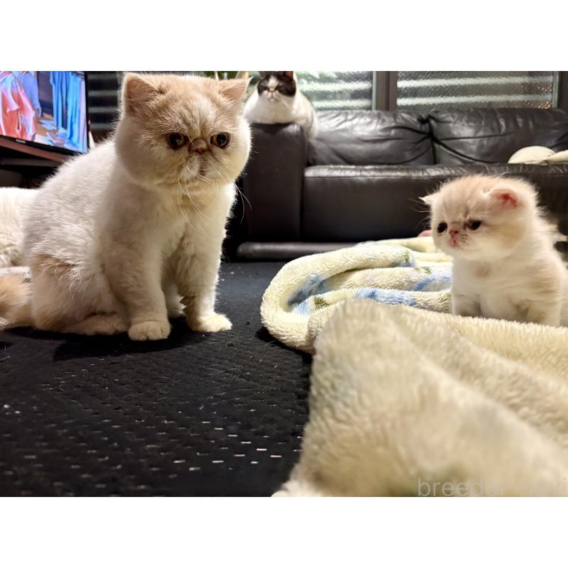 販売中の愛知県のエキゾチックショートヘア-133751の5枚目